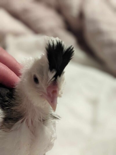 Messenger_creation_14409d14-d32c-4a4b-be94-54518f1ee3ab.jpeg