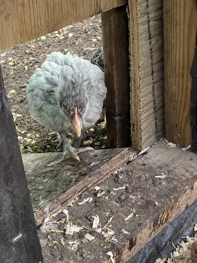 IMG_3449.jpeg