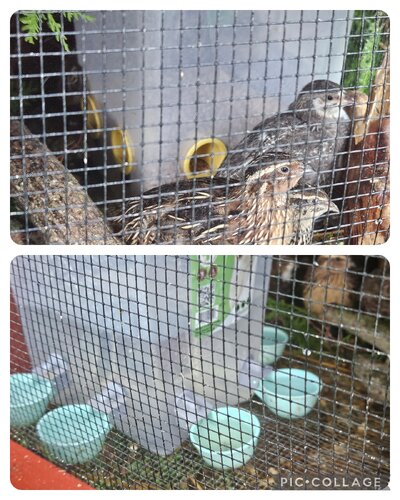 Quail  / Chicken Waterer
