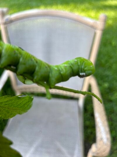 IMG_7942.jpeg