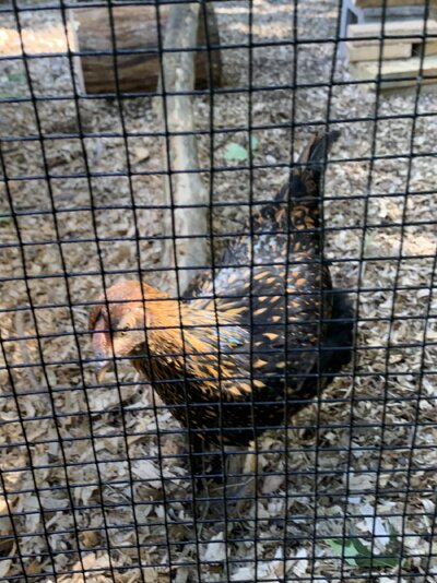 IMG_9657.jpeg