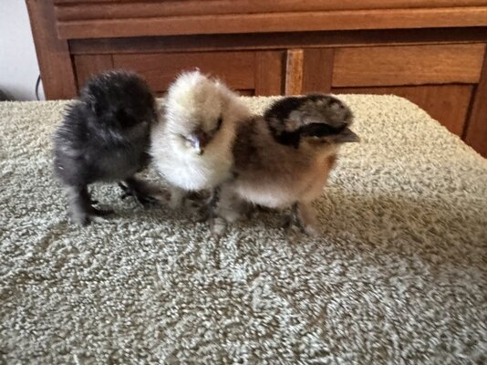odoban chicks 1-17-24.jpg