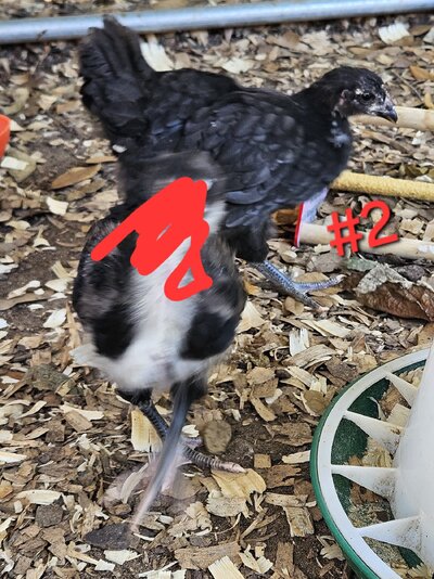 20240608_144746.jpg