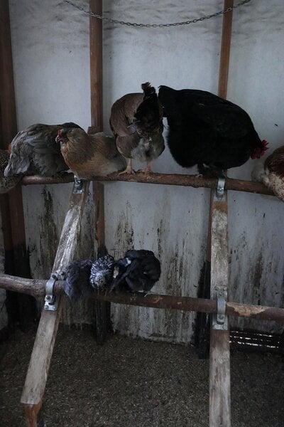 2024chicks20.jpg