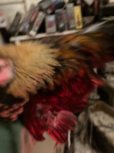 IMG_2504.jpeg