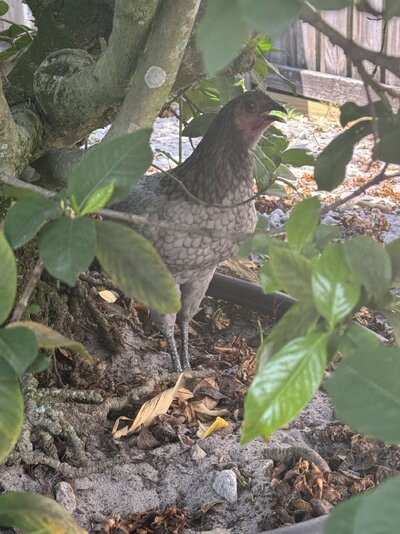 IMG_0254.jpeg