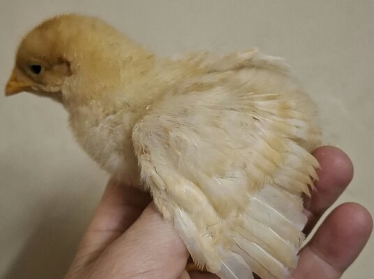 aviary-image-1718242074535.jpeg