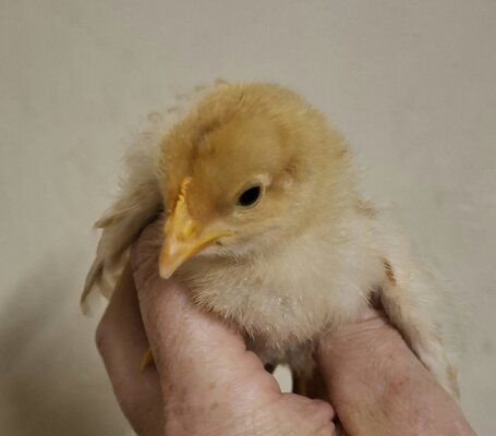 aviary-image-1718242092119.jpeg