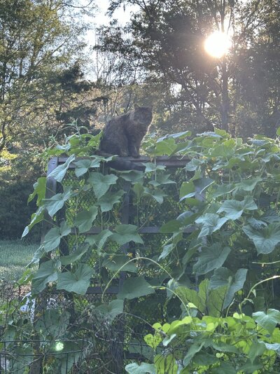 IMG_8008.jpeg