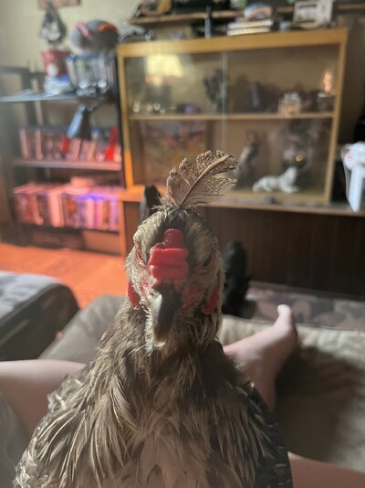 IMG_0810.jpeg