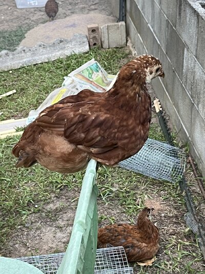 IMG_2916.jpeg
