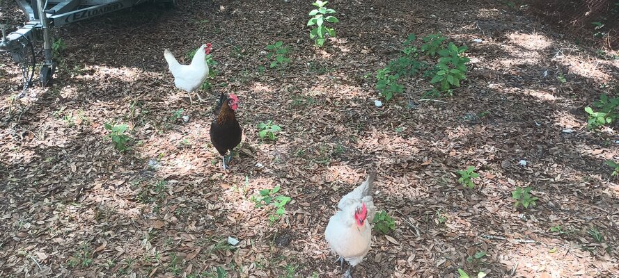 Older Hens.jpg