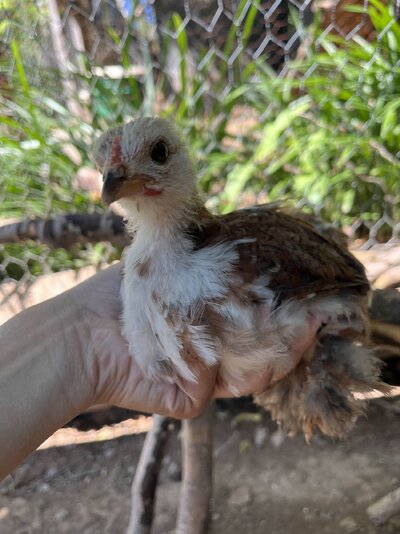 brownchick.jpg