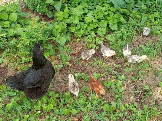 chick and peeps.jpg