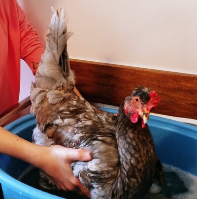Bathing Barnette_Cropped.jpg
