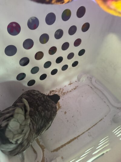 IMG_8237.jpeg