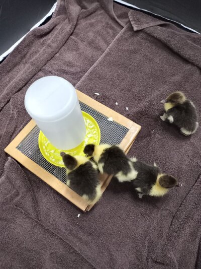 BabyDucks.jpg