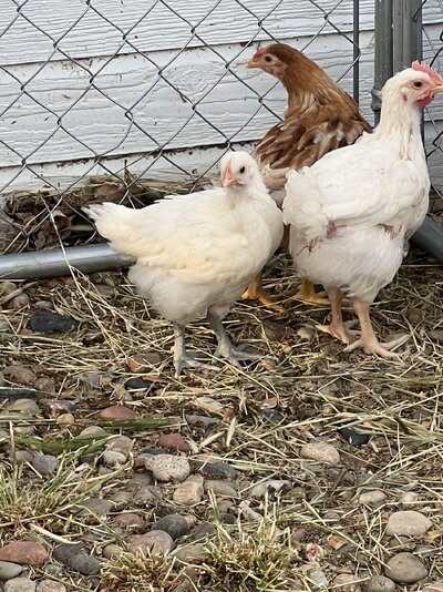 white chickens.jpg