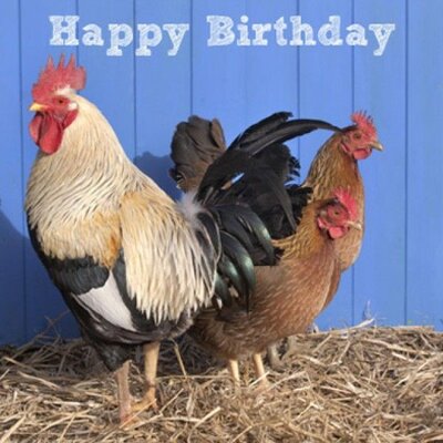 happy birthday rooster and two hens.jpg