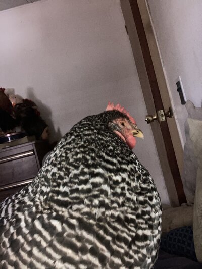 image.jpg