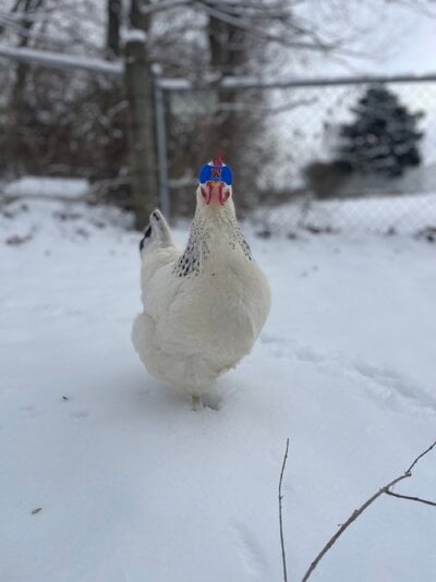 IMG_4981.jpeg
