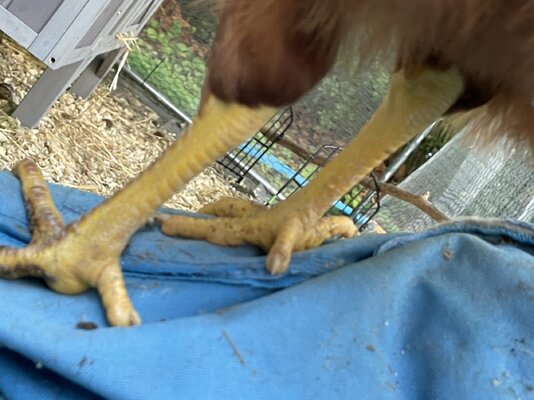 IMG_2808.jpeg