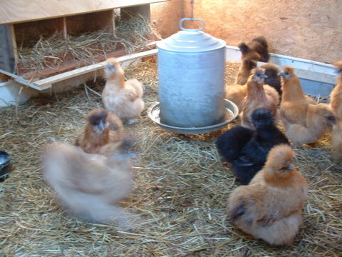 Silkie Chickens 2010 052.jpeg