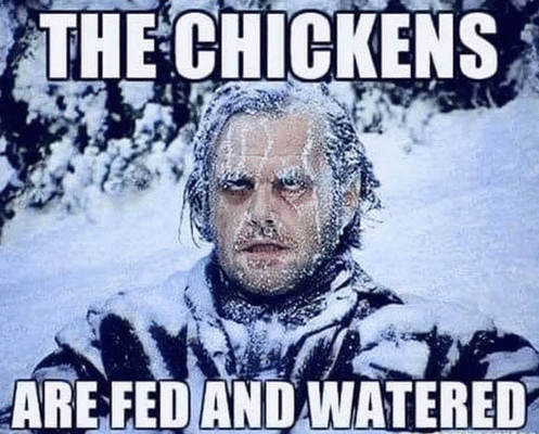 chickens winter.gif