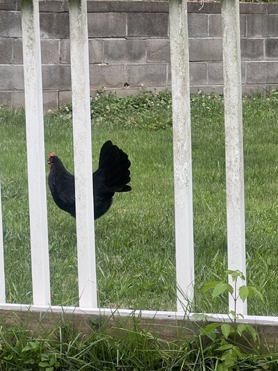 IMG_9476.jpeg