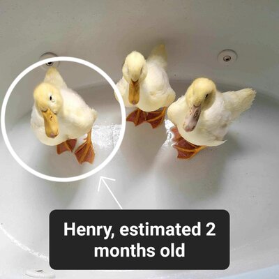 Ducklings.jpeg