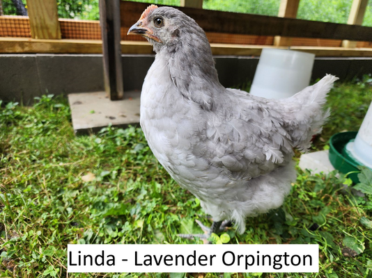 linda.png