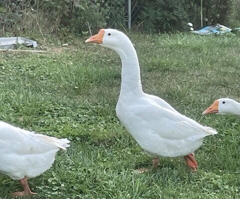 cropped_2023_fair_other_fowl_waterfowl_2b.jpeg