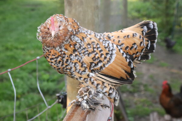 2023_fair_chicken_apa_aba_overall_1.JPG