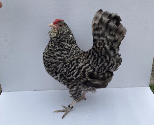 cropped_2023_fair_apa_aba_bantam_hen_4.jpeg