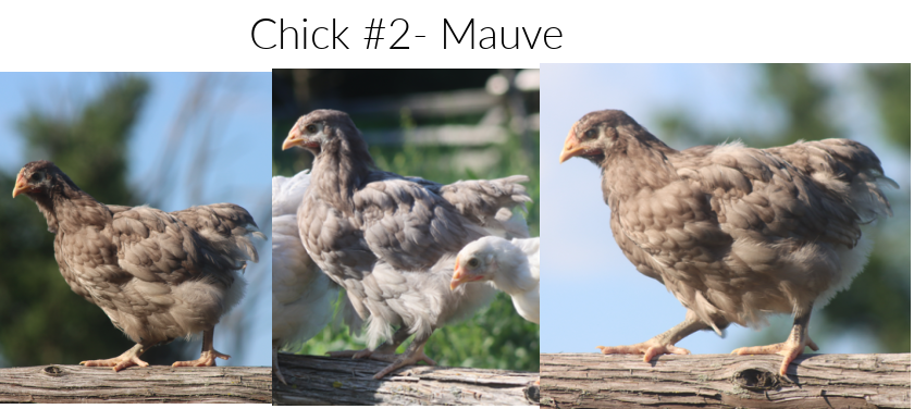 3 x 2.5 in-3.png
