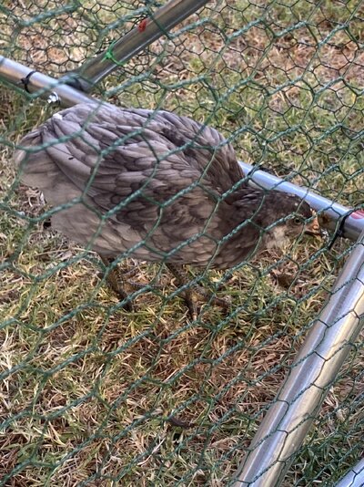 IMG_7395.jpeg