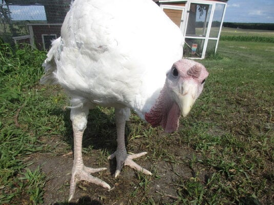 2023_fair_meat_bird_1.JPG