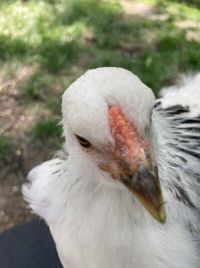 IMG_2263.jpeg