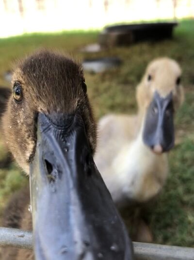 IMG_3209.jpeg