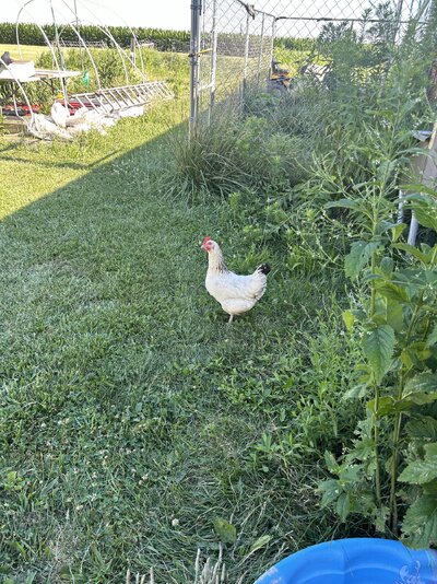 IMG_1047.jpeg