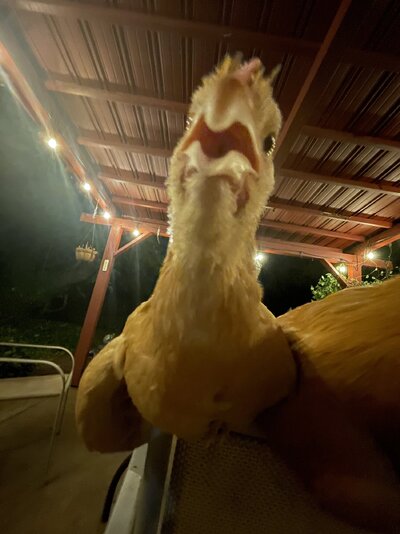 IMG_0981.jpeg