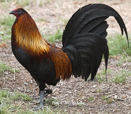 mug game chicken 3.jpg