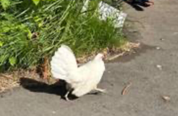 IMG_3341.jpeg