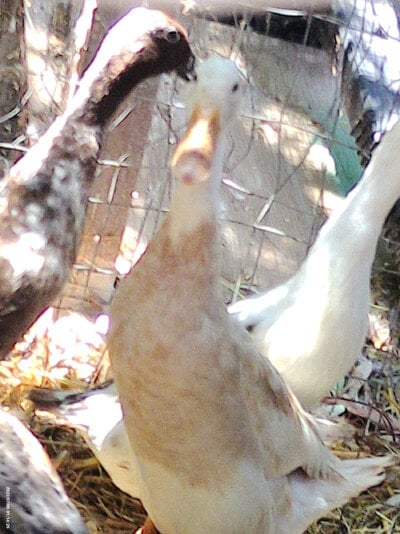 baby ducks & peanut butter 041.JPG
