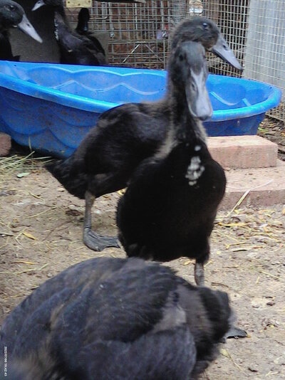female indian runner babies 008 (1).JPG