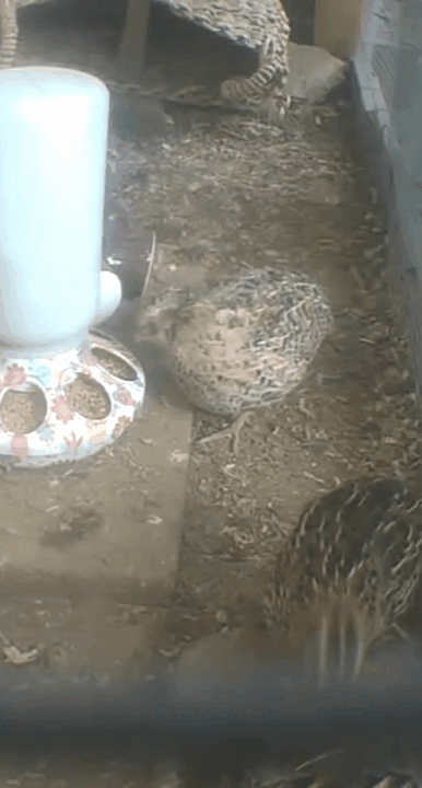 Media_240704_201255.gif