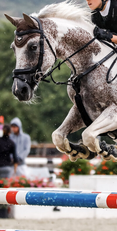 horse6.jpg