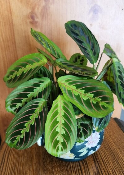 cropped_2023_fair_plant_1_a.jpg