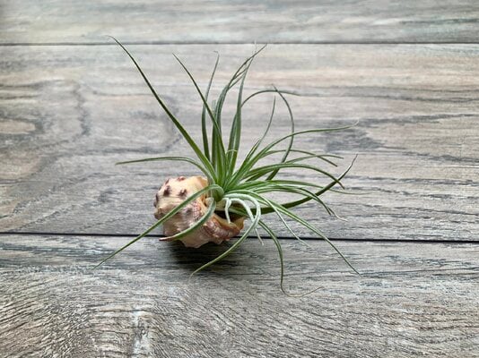 2023_fair_plant_2.jpeg