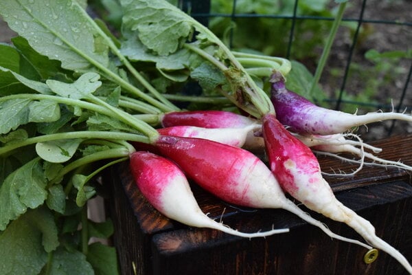 gardenharvest3.jpg